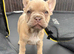 Kc Reg Isabella fawn boy health clear