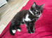 Male 9 1/2 weeks old. &pound;25.