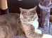 Ragdoll/ Maine Coon kittens due November 20th