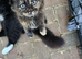 Mainecoon ×Siberian