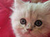 Beautiful little kittens
