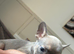 Beautiful French bulldogs