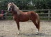 2 year old welsh c