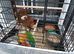 Hand.Reared.Conure