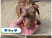 3 Gorgeous mini Dashhunds Puppies