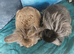 Male lionhead mix breed rabbits