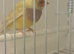 2 hen Gouldian finches