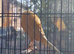 Yorkshire canary for new home