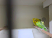 Helicopter budgies