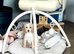 Snowflake adorable puppies looking for homes