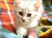 Blue Silver Polydactyl Male