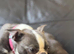 Boston Terrier Girl offers considered for right home