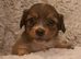 Jackchi x dachshund puppies