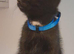 8 British Shorthair Kittens For Sale