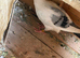 Pigeon for sale