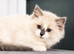 Kittens Ragdoll