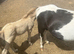 Mare and foul