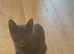 Fully grey kitten girl