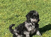 4 gorgeous poodle puppies for sale