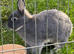 Netherland dwarf female rabbit