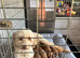 Miniature Golden Doodle