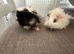 2 Lovely pretty female baby guide pigs.