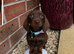 Stunning litter of Dachshunds