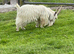 Pure Pygmy female with a kid at foot