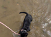 14week old Labrador puppy