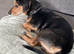 2 loving dachshunds
