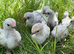 Lavender pekin chicks 5.5 weeks old