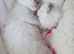 Ragdoll kittens x4 pure breed