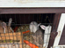 Baby bunnies
