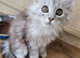 Tica registered maine coon kittens