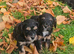 Beautiful Minature cavapoo puppies fully health tested