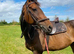 8yr old 16.2 thoroughbred gelding