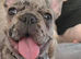 French bulldog merle