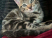 8 week old tabby male