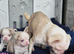 Beautiful Pink Pug puppies for sale