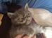 Beautiful Persian exotics