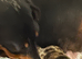 Miniature Dachshunds