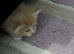 6 stunning Mainecoon babies