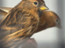 Goldfinch pairs , red siskin pair and yellow black hooded Siskin pair