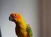 14 weeks old handreard sun conure