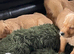 Golden retriever puppies
