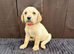 Goldador puppies 10 weeks old only 1 Boy