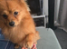 Pomeranian fox face boy