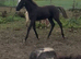 Yearling Oldenburg x colt