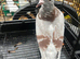 Nice colour and quality racing Pigeon