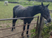 King 4yr old standerdbred looking for his new home
